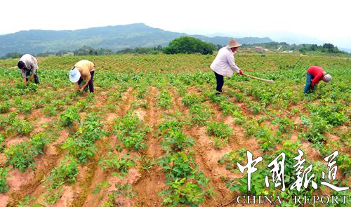 十大暴利種植行業黃金蜜李，你知道幾個？