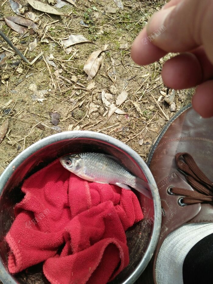 釣黃顙魚_野釣黃顙魚_黃顙釣法