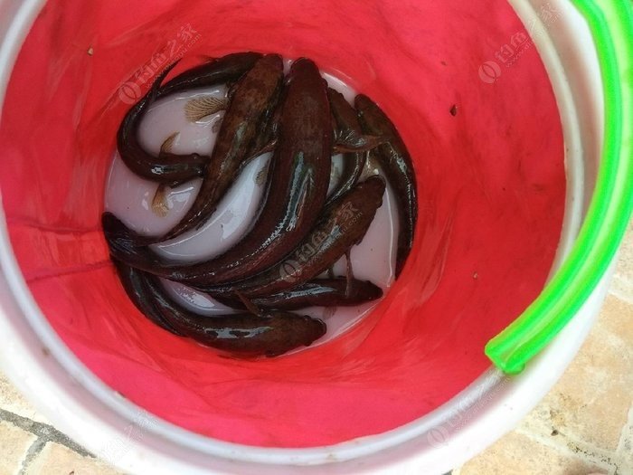 黃顙釣法_釣黃顙魚_野釣黃顙魚