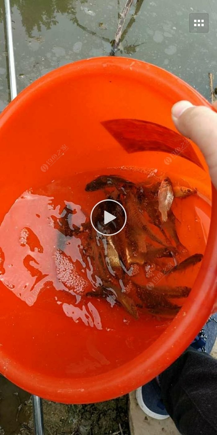 釣黃顙魚_黃顙釣法_釣黃顙魚視頻