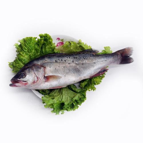 淡水魚鱸魚和海鱸魚有什么區別_鱸魚是淡水魚還是海魚_淡水魚鱸魚海魚是淡水魚嗎