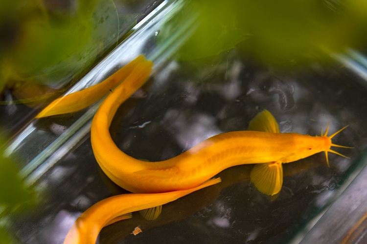 清道夫吃什么_蒼鷺吃清道夫_鱷魚吃清道夫