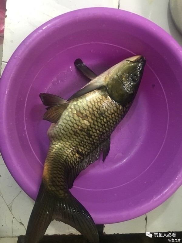 黑坑釣鯉魚技巧_釣黑坑鯉魚怎么調漂最好_鯉魚黑坑釣法