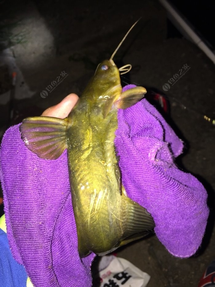 鯉魚黑坑釣法_黑坑釣鯉魚技巧_釣黑坑鯉魚怎么調漂最好