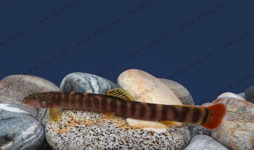 種類魚鉤_魚的種類_種類魚和造物魚