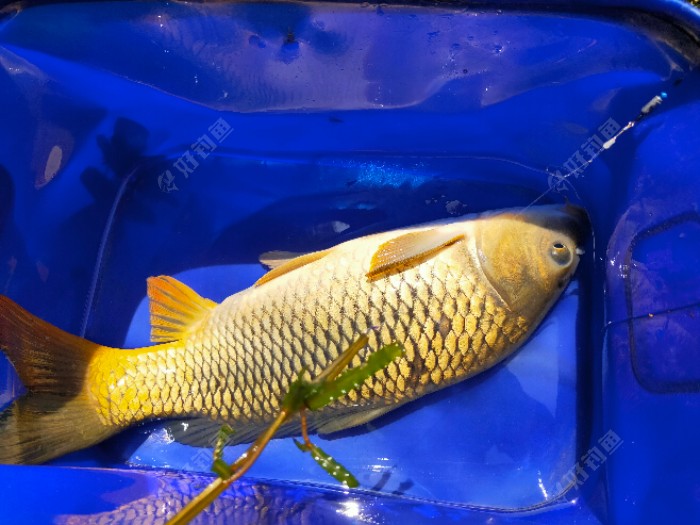 種類魚鉤_魚的種類_種類魚和造物魚