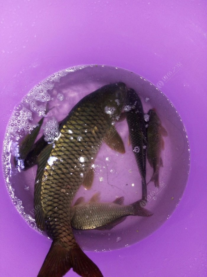 浮游磯釣_浮游磯釣線組_浮游磯釣法