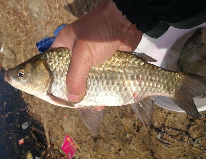 冬季垂釣鯽魚_冬季鯽魚野釣怎么調漂_冬季野釣鯽魚