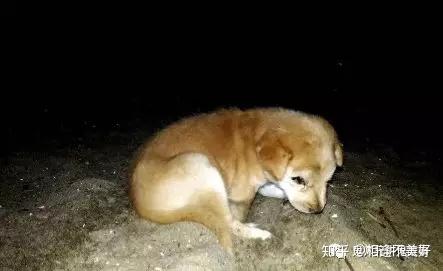 人身狗頭頭像_狗頭人身_人身狗頭雕塑