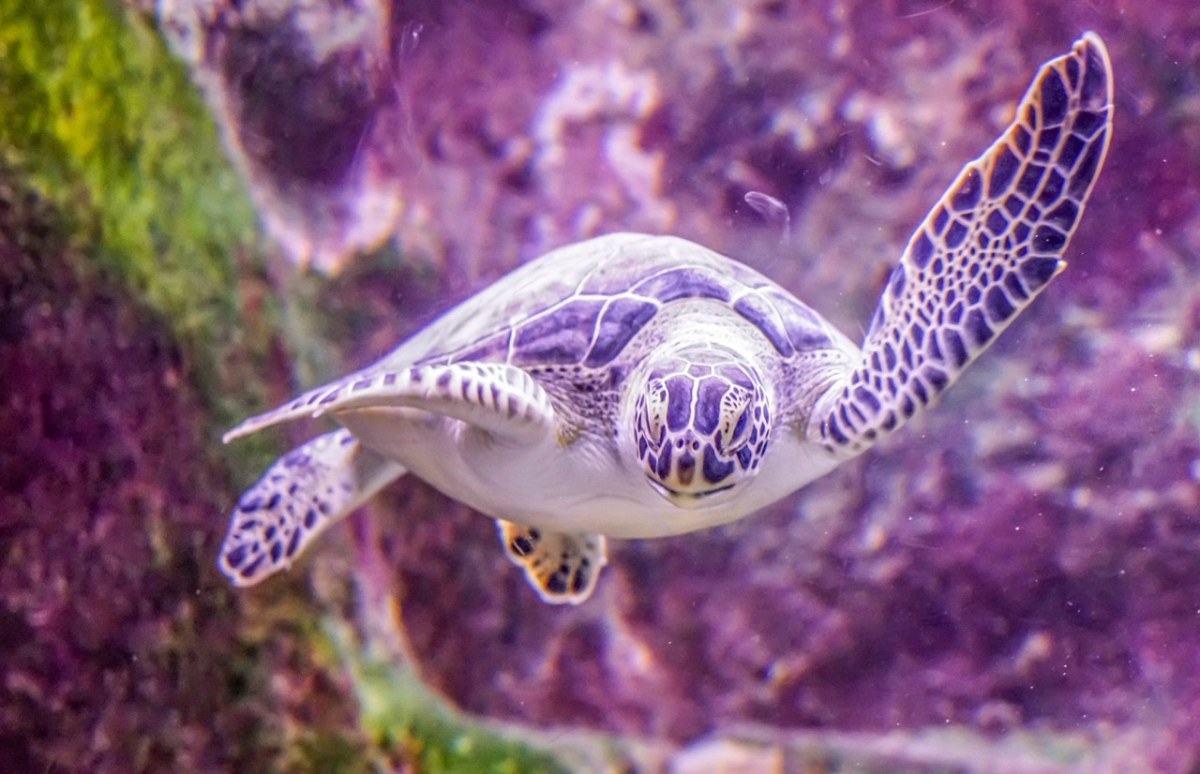 珍珠瑪甲魚_珍珠馬甲魚_珍珠馬甲魚視頻