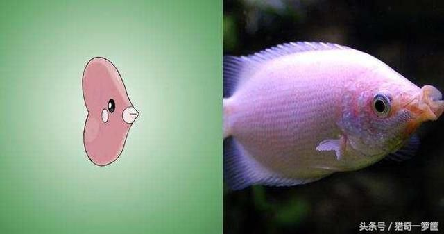 珍珠馬甲魚視頻_珍珠瑪甲魚_珍珠馬甲魚