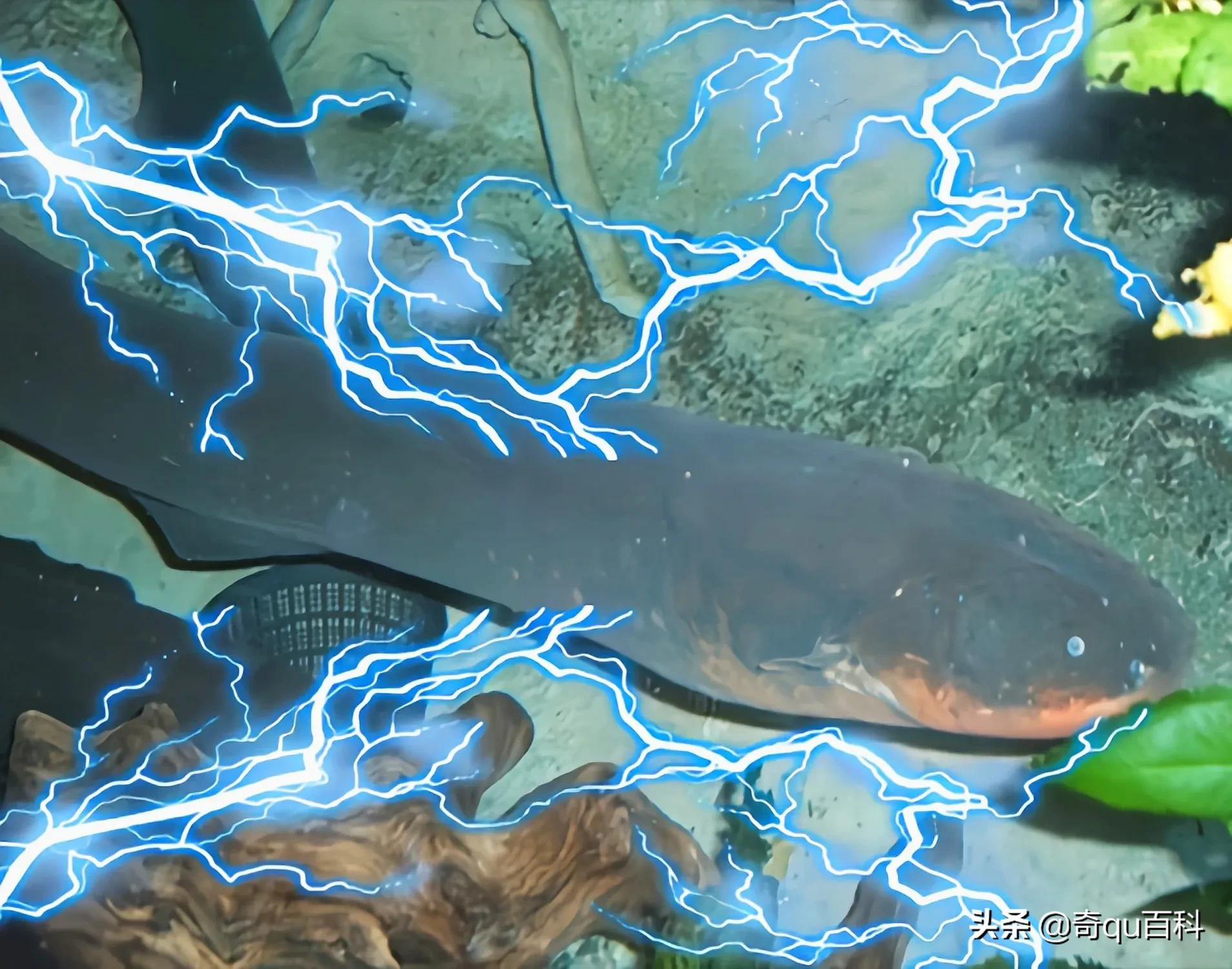 水族世界雜志_水族世界畫畫_水族世界