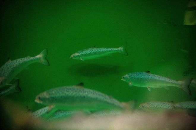大馬魚圖片大全_大馬哈魚_大馬魚怎做好吃