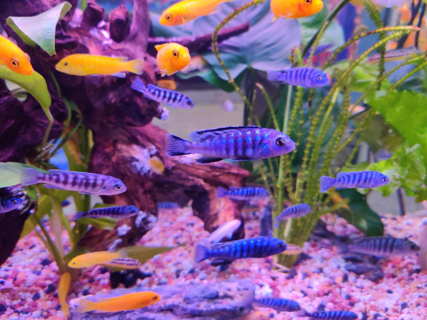 珍珠馬甲魚_珍珠馬甲魚兇不兇_珍珠瑪甲魚