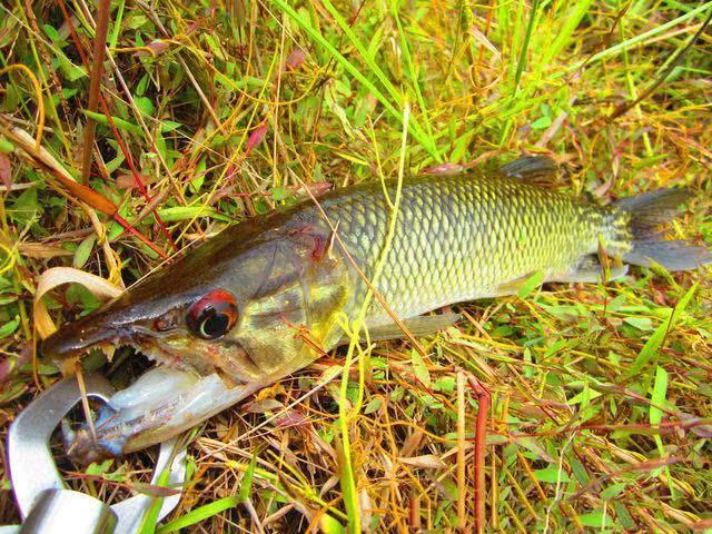 大馬哈魚_大馬魚圖片大全_大馬魚做法