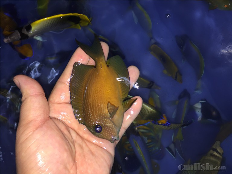 鯽魚海里有嗎_鯽魚海帶湯的功效與作用_海鯽魚