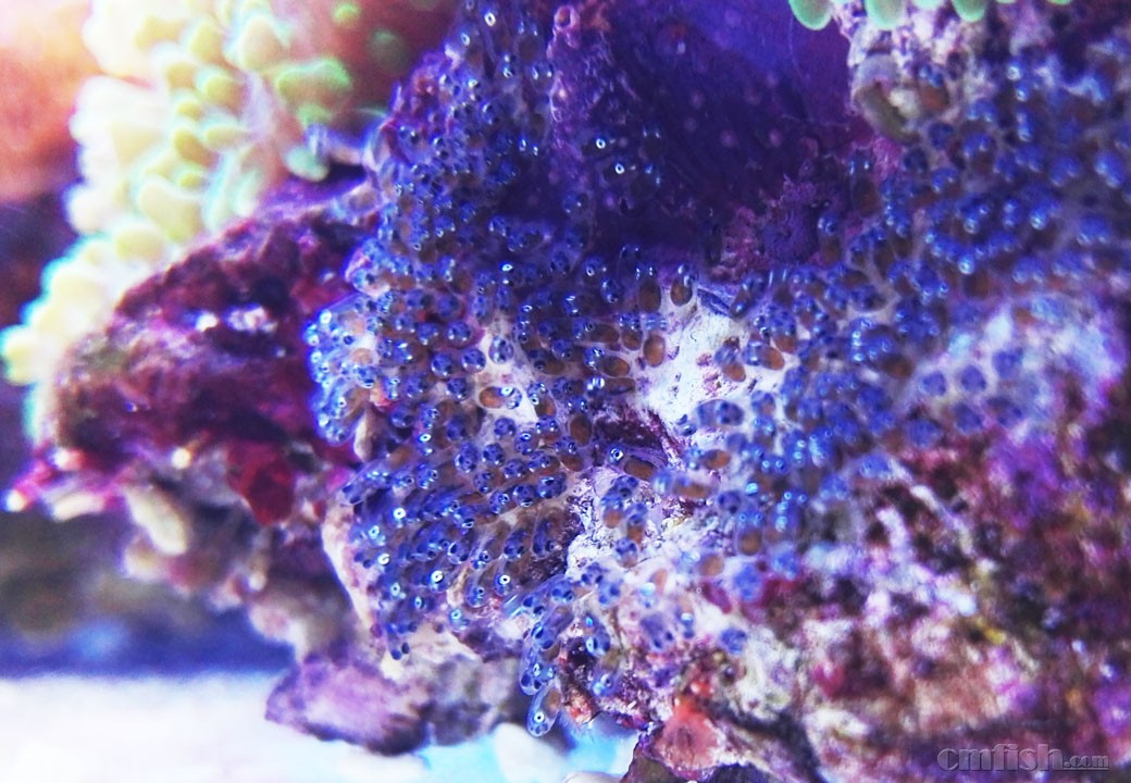 鯽魚海帶湯的功效與作用_海鯽魚_鯽魚海里有嗎