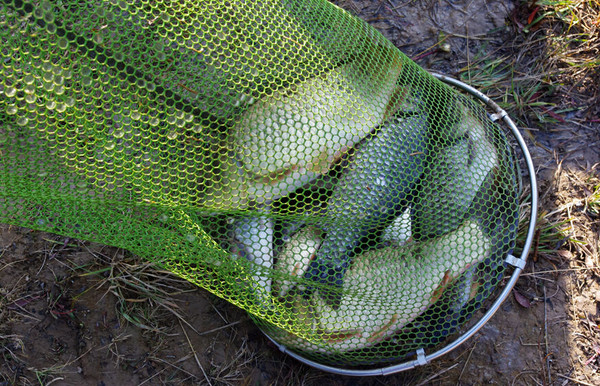 鯽魚海參湯的做法大全_海鯽魚_鯽魚海帶湯的功效與作用