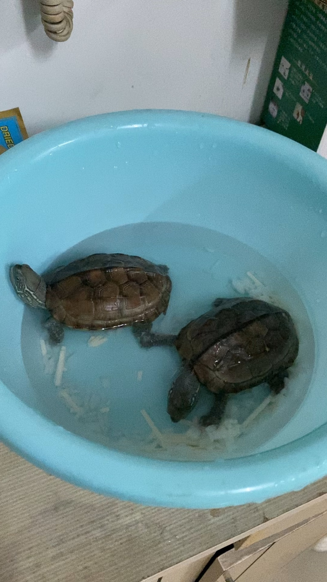 豹紋陸龜 豹龜該怎么養才正確合理呢？的生理特性