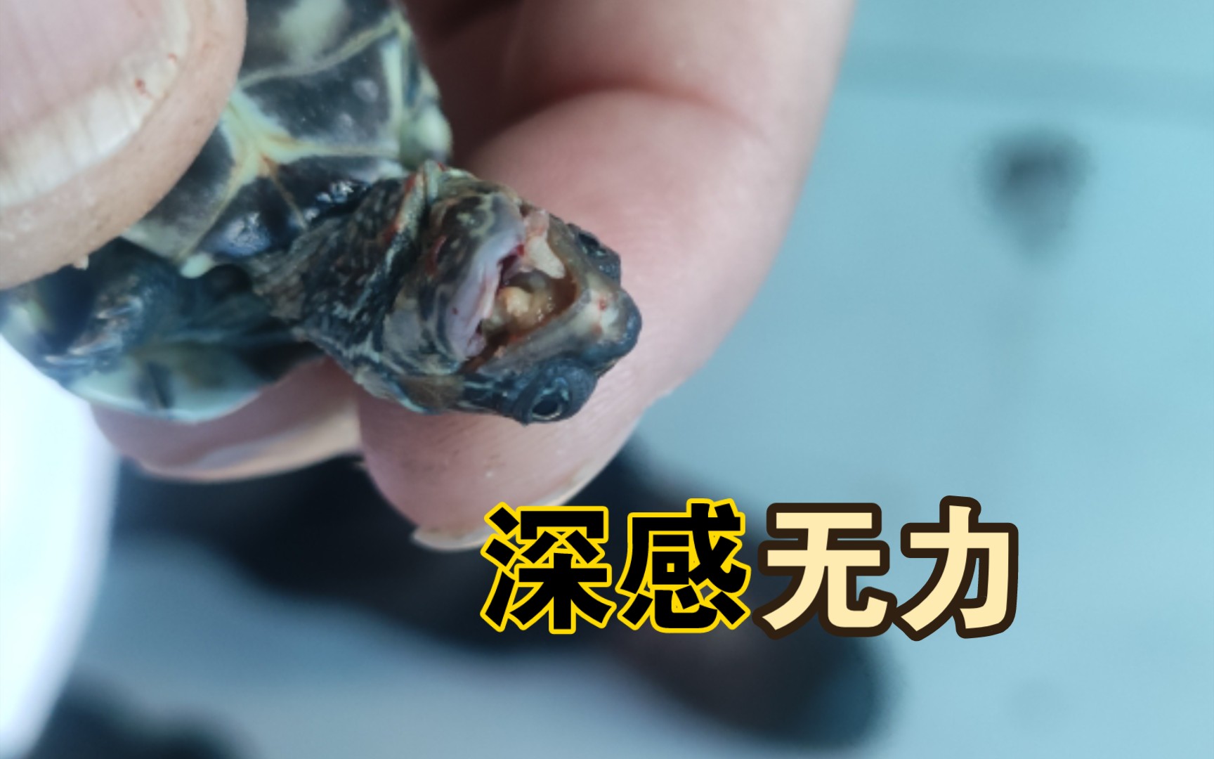 豹紋陸龜_豹紋陸龜_豹紋陸龜