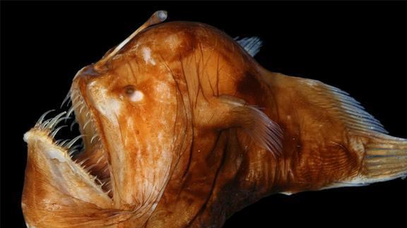 小鯊魚圖片大全_大全圖片鯊魚小女孩_圖片大鯊魚圖片