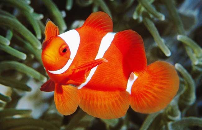 圖片大鯊魚圖片_大全圖片鯊魚小女孩_小鯊魚圖片大全