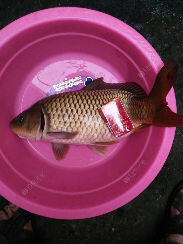 釣鯉魚用什么餌料最好_釣鯉魚用什么鉤子好_釣鯉魚