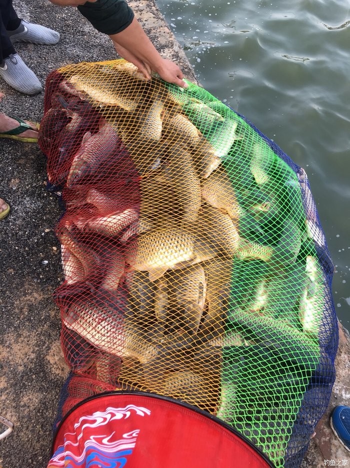 釣鯉魚_釣鯉魚用什么餌料最好_釣鯉魚調漂的正確方法與技巧