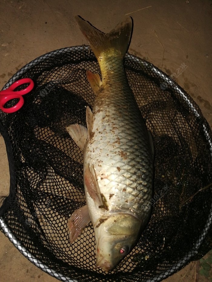 釣鯉魚調漂的正確方法與技巧_釣鯉魚_釣鯉魚用什么餌料最好