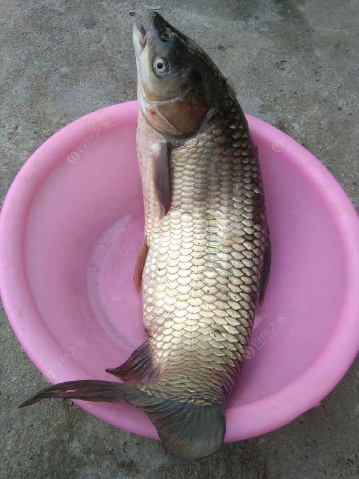 釣鯉魚_釣鯉魚用什么鉤最好_釣鯉魚用什么鉤型最好