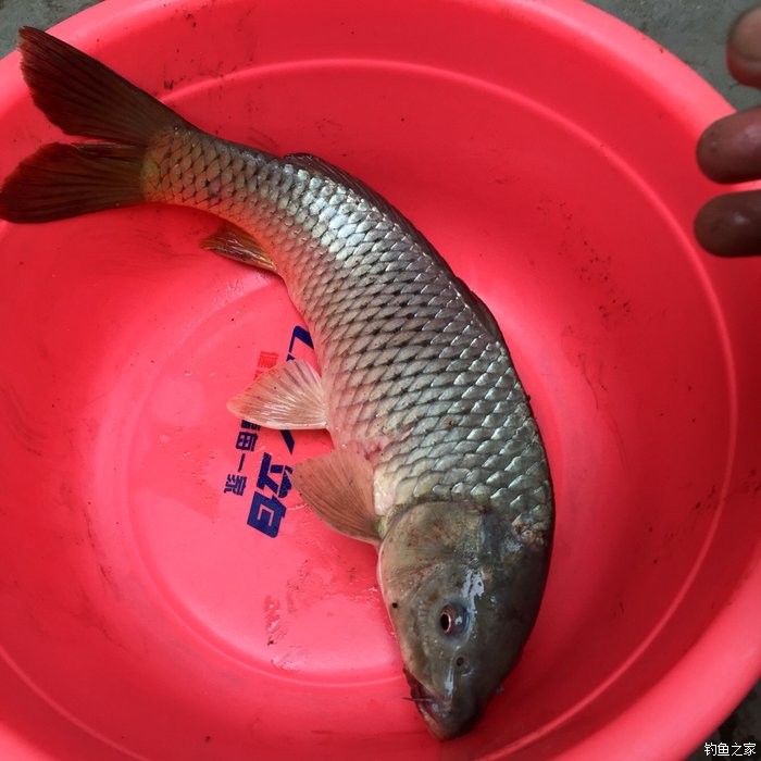釣鯉魚用什么鉤型最好_釣鯉魚_釣鯉魚用什么鉤最好