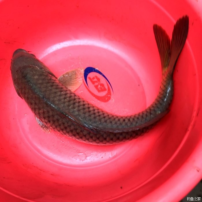 釣鯉魚用什么鉤型最好_釣鯉魚_釣鯉魚用什么鉤最好