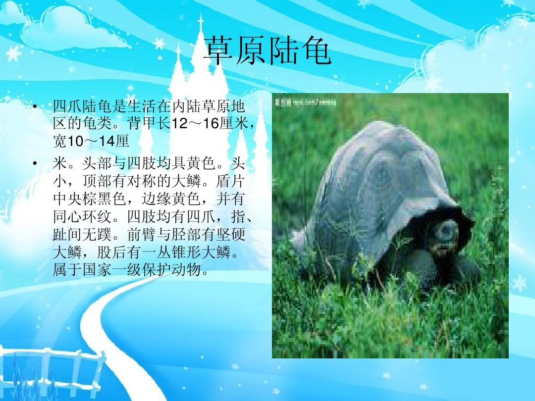 云南三線閉殼龜_云南閉殼龜幾級保護動物_云南閉殼龜
