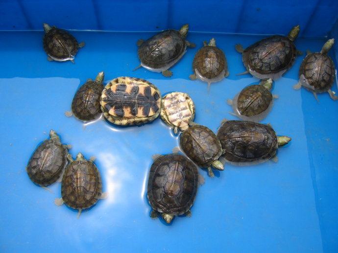 云南三線閉殼龜_云南閉殼龜幾級保護動物_云南閉殼龜