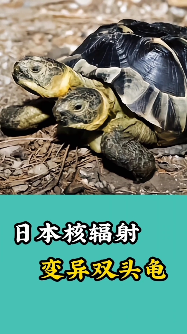 女子網購輻射陸龜與紅腿陸龜各一只被抓稱犯法