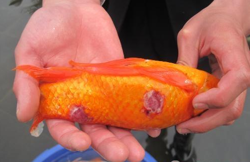銀龍魚常見病_銀龍魚常見病的癥狀及防治措施_銀龍魚有病的癥狀