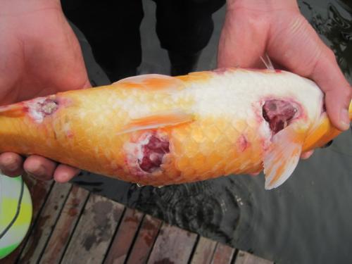 銀龍魚常見病有哪些?魚的常見三大病
