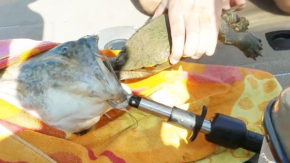 埃及池塘_埃及塘鲺是什么魚_埃及塘魚圖片大全