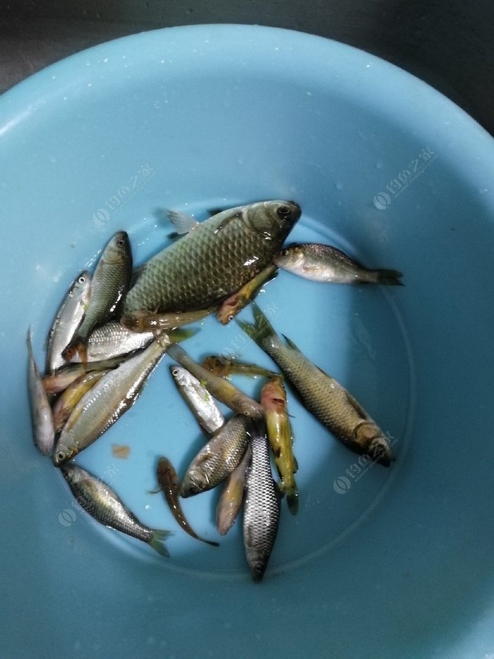 小魚吃吃吃_吃小魚干好處與壞處_吃小魚的魚有哪些淡水魚