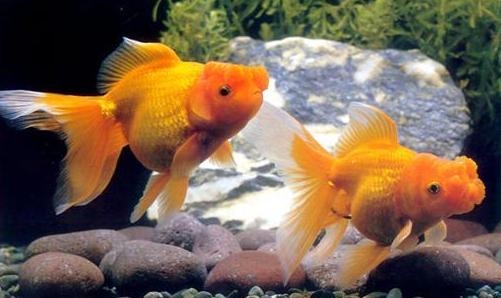 金魚養雙數還是單數_金魚養多少條魚最好_怎樣養金魚