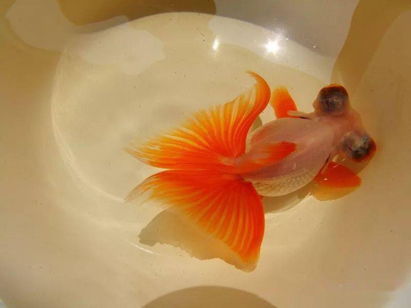 怎樣養金魚_金魚養雙數還是單數_金魚養多少條魚最好