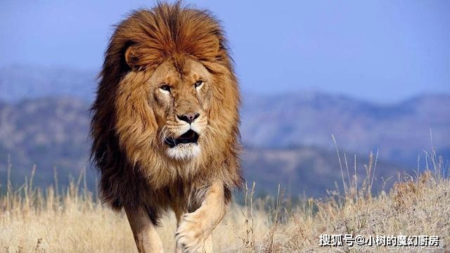 基因傳遞的秘密隱藏得非常深奧，在自然界是沒有任何動物