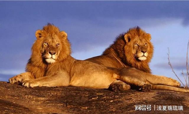 群居動物_動物群居的利弊_動物群居的原因是什么