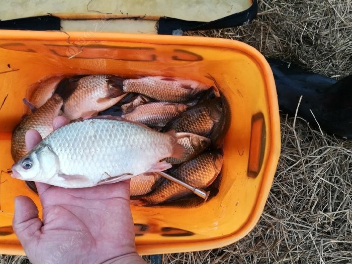 釣魚春季用什么餌料_春季釣魚_釣魚春季配什么小藥
