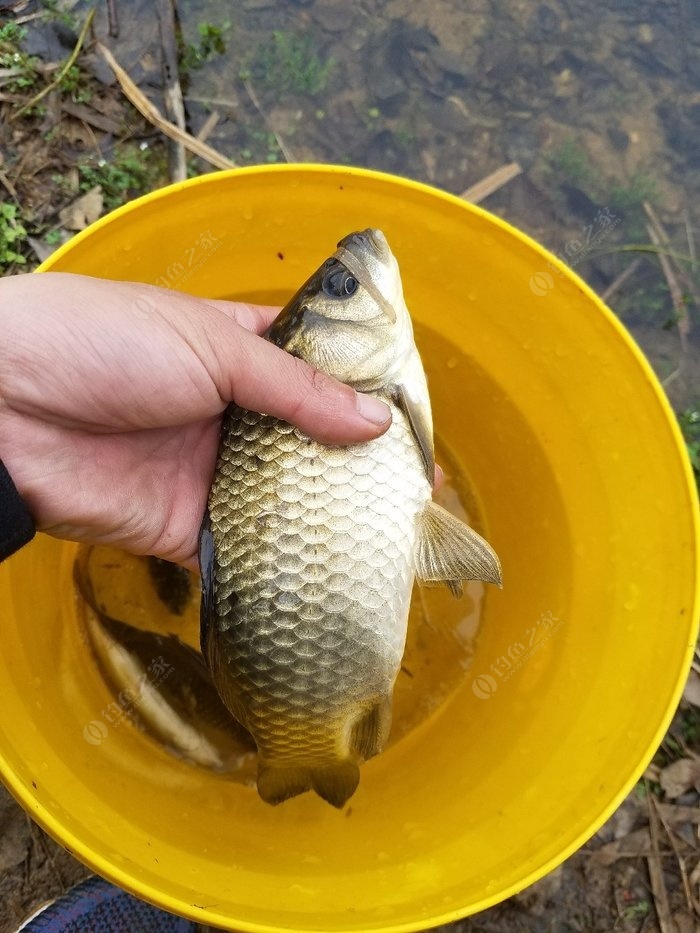 釣魚春季用什么餌料_春季釣魚_釣魚春季配什么小藥