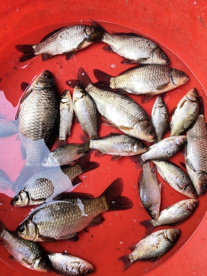 釣魚春季怎么釣_釣魚春季配什么小藥_春季釣魚