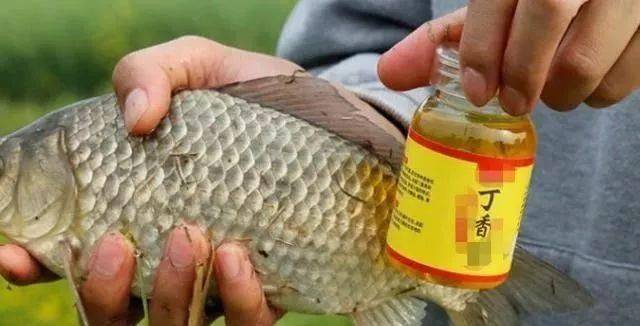 釣魚小配方大全_釣魚小藥的最佳配方_最實用的釣魚小藥配方