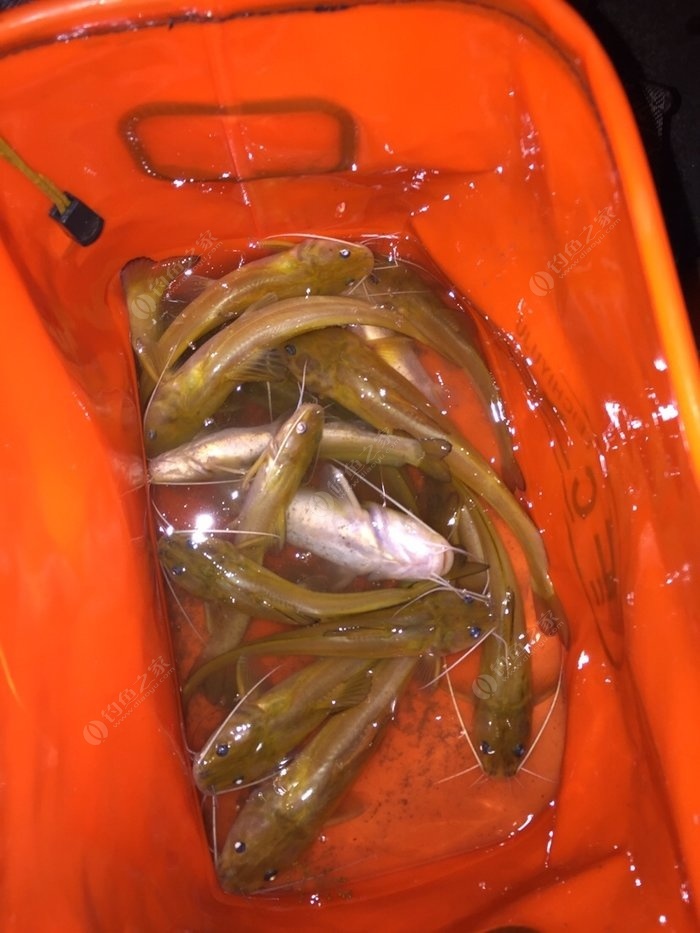 釣魚小藥的最佳配方_釣魚小配方大全_最實用的釣魚小藥配方