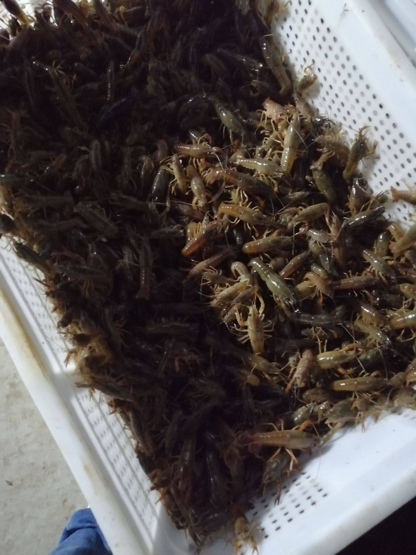 龍蝦養殖利潤_龍蝦養殖收益_龍蝦養殖投入成本