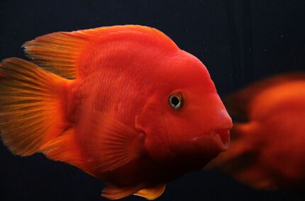 血鸚鵡顯揚注意的事項有哪些？血鸚鵡魚的注意事項